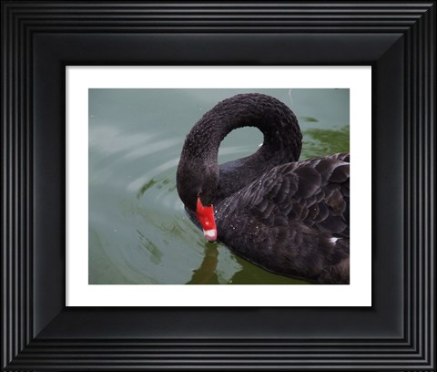 Framed Black Swan Print