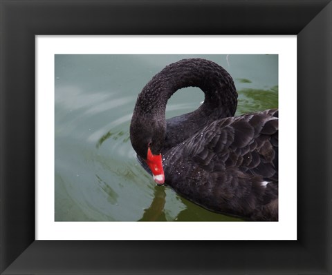 Framed Black Swan Print