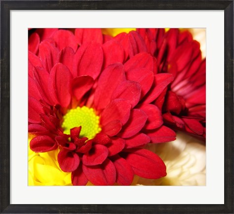 Framed Chrysanthemum Print