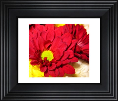 Framed Chrysanthemum Print