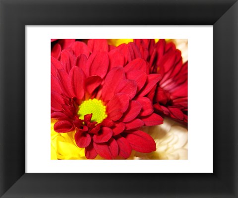 Framed Chrysanthemum Print