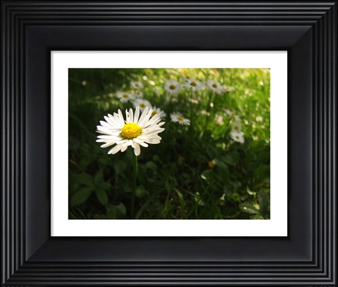 Framed Daisy Print
