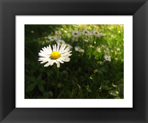 Framed Daisy Print