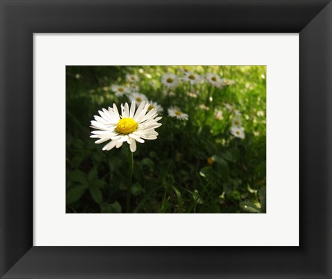 Framed Daisy Print