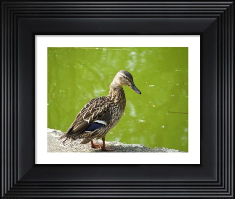 Framed Duck Print