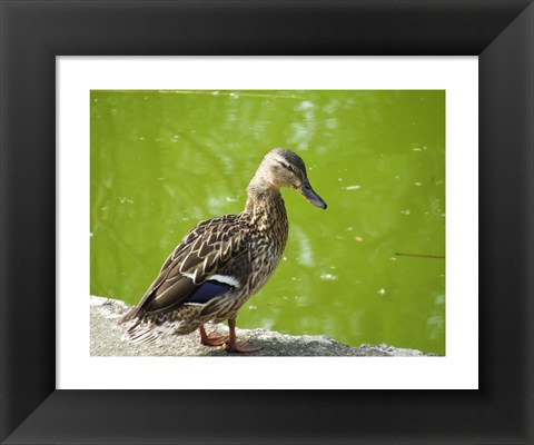 Framed Duck Print