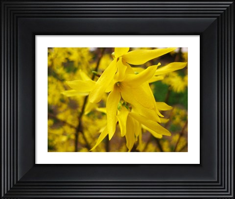 Framed Lily Print