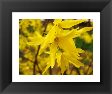 Framed Lily Print