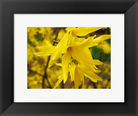 Framed Lily Print
