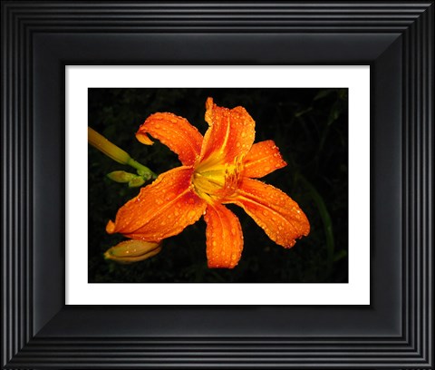 Framed Orange Tiger Lily Print