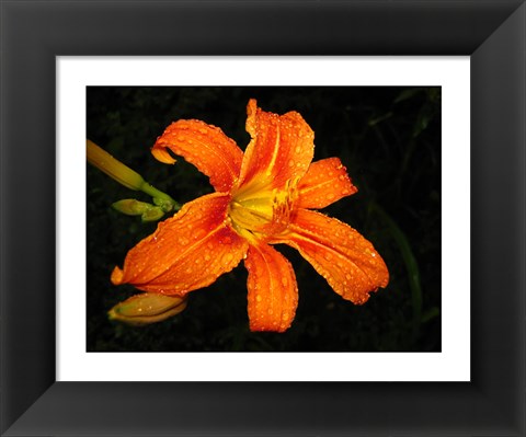 Framed Orange Tiger Lily Print