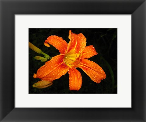 Framed Orange Tiger Lily Print