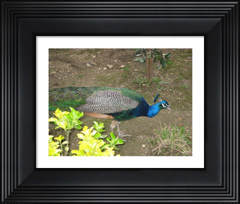 Framed Peacock Print