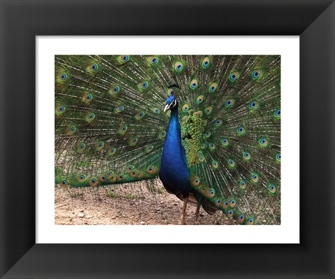 Framed Peacock Showing off Its Feathers Print