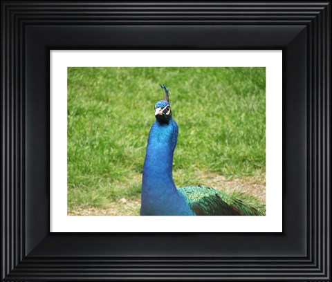 Framed Peacock Closeup of Head Print