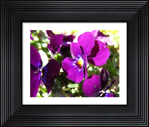 Framed Purple Pansy Print