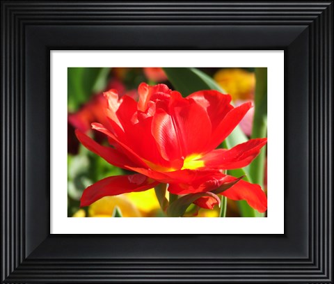 Framed Red Tulip Print
