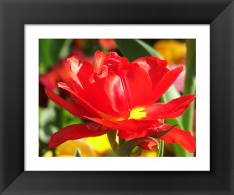 Framed Red Tulip Print