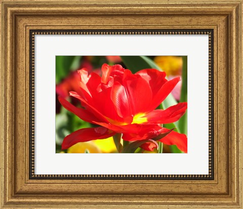 Framed Red Tulip Print