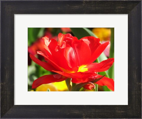 Framed Red Tulip Print