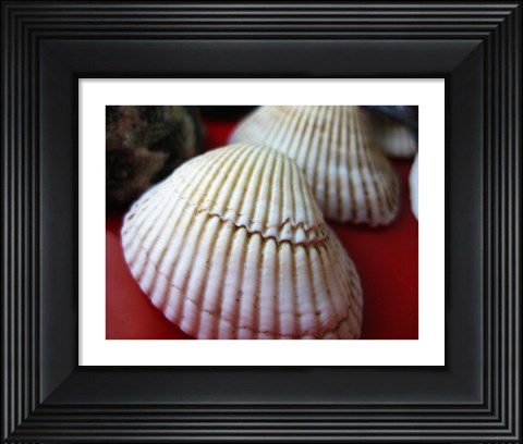 Framed Scallop Shells Print