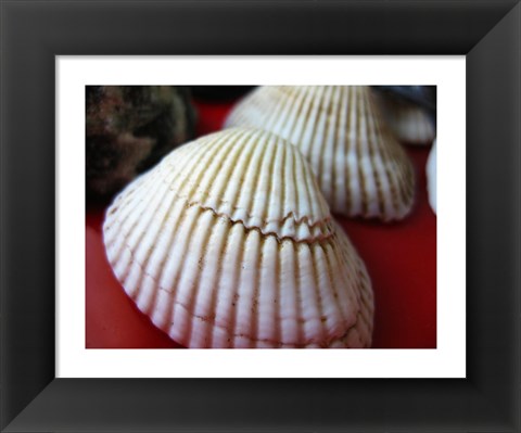 Framed Scallop Shells Print
