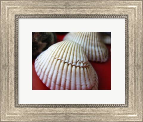 Framed Scallop Shells Print