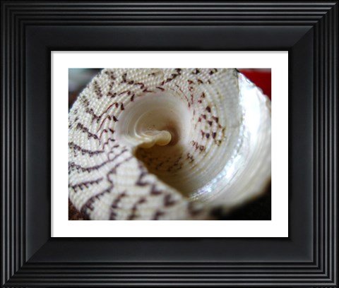 Framed Seashell Print
