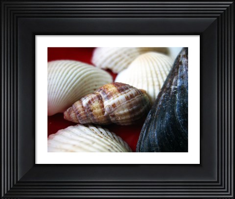Framed Snail Shell Print