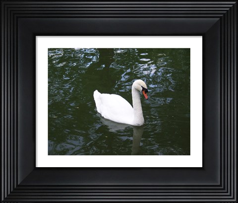 Framed Swan Print