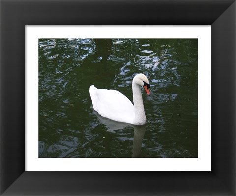 Framed Swan Print