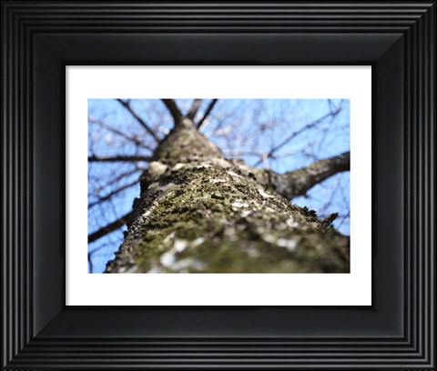 Framed Treebark Photograph Print