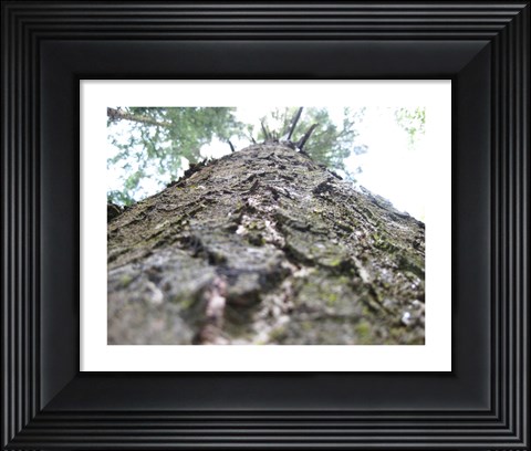 Framed Treebark Print
