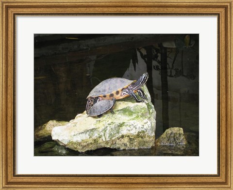 Framed Turtles Print