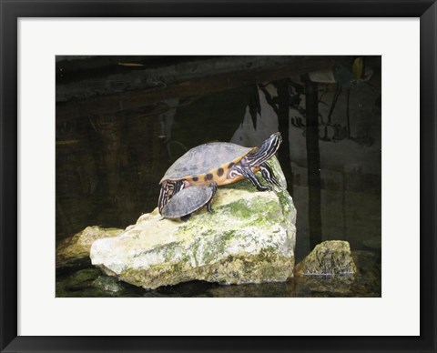 Framed Turtles Print
