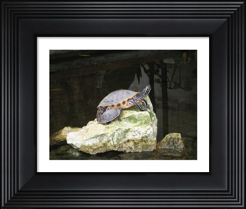 Framed Turtles Print