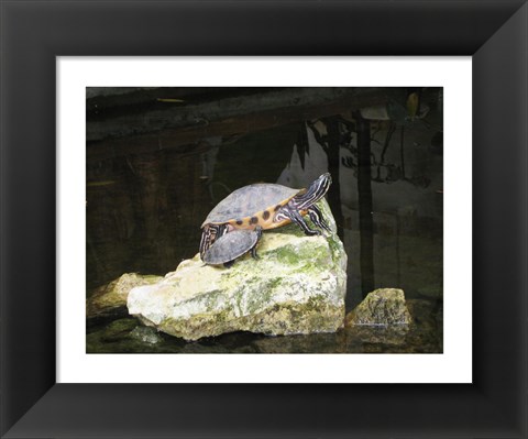 Framed Turtles Print