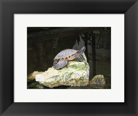 Framed Turtles Print