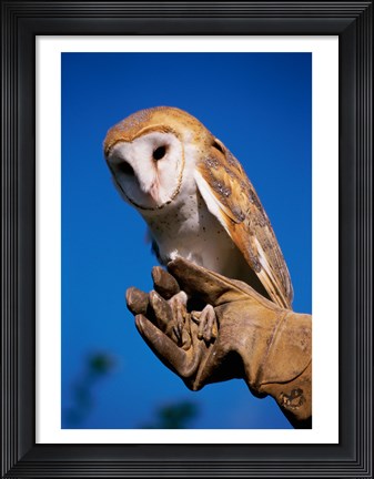 Framed Barn Owl on Hand Print