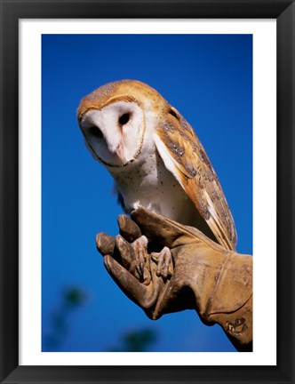 Framed Barn Owl on Hand Print