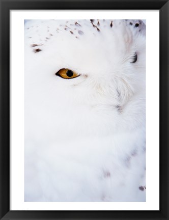 Framed Snowy Owl - white Print