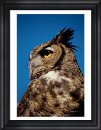 Framed Horned Owl Profile Print