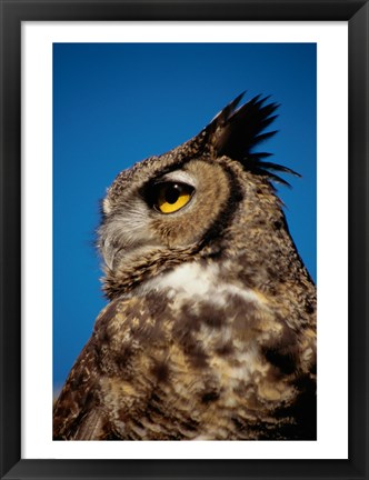 Framed Horned Owl Profile Print