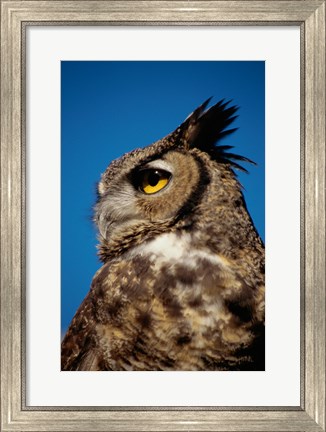 Framed Horned Owl Profile Print