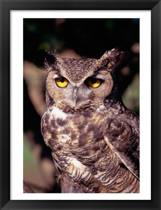 Framed Horned Owl Print