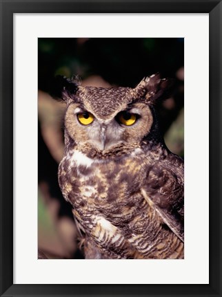 Framed Horned Owl Print