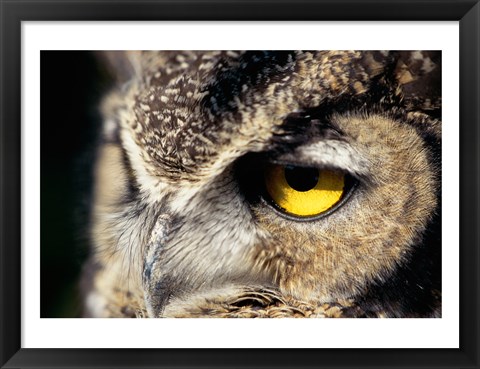 Framed Horned Owl Closeup Print