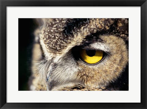 Framed Horned Owl Closeup Print