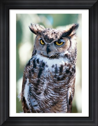 Framed Great Horned Owl Close Up Print