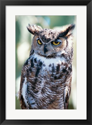 Framed Great Horned Owl Close Up Print